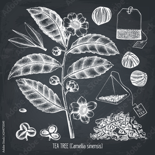 Vector collection of hand drawn Chinese tea plant illustration. Decorative inking background with Camellia sinensis in flowers and leaves. Tonic  elements set.