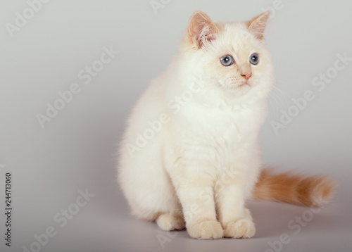 An red point birman cat on a white background