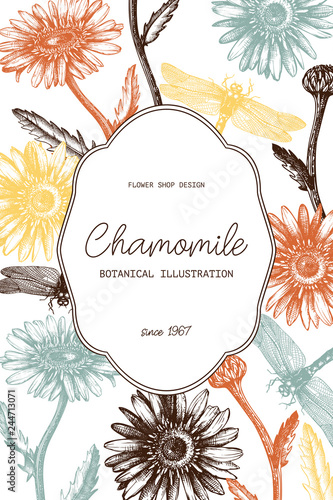 Vintage card or invitation design in the round. With hand drawn and high detailed chamomile flowers and dragonflies sketches. Floral frame for wedding decoration. Vector template on chalkboard.