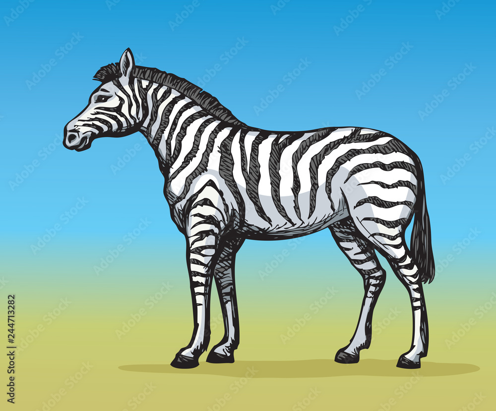 Fototapeta premium Zebra. Vector drawing