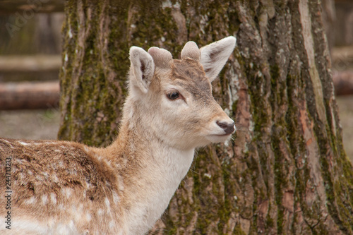 Junger Damhirsch (Dama dama)