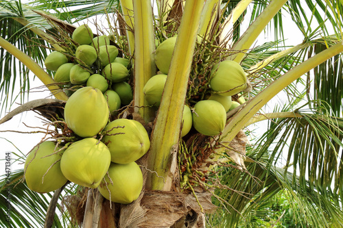 Fresh coconut on the tree, Thailand fresh fruit