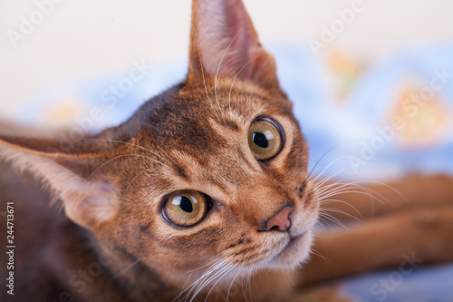 An abyssinian ruddy cat on a white background. photo