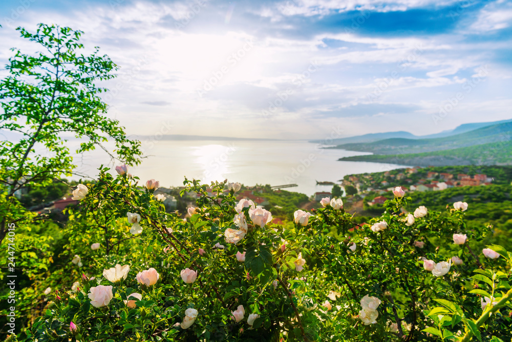 Obraz premium Beautiful blooming wild roses on Adriatic sea coast.