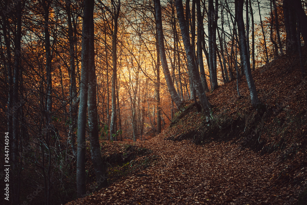 Fototapeta premium autumn sunset in dark magical forest