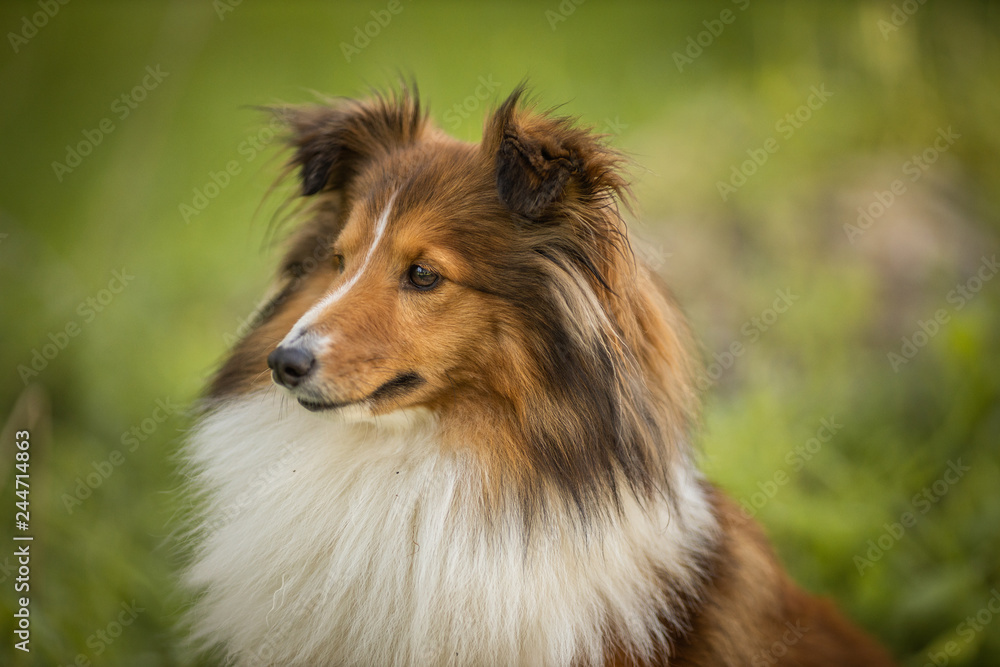 Dog portrait Dog portrait