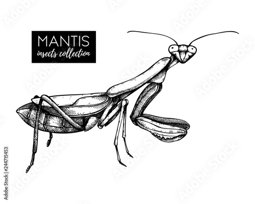Hand drawn mantis sketch.Vintage style.  Black and white  insect drawing. Vector illustration.