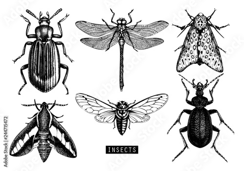 Vector background with hand drawn insects illustrations. Black butterfly, cicada, beetle, bug, dragonfly drawing. Entomological seamless pattern. © sketched-graphics