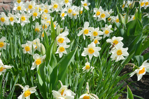 Narcissus flowers flower bed with drift yellow. White double daffodil flowers narcissi daffodils. Narcissus flower also known as daffodil, daffadowndilly, narcissus, and jonquil. © bildlove