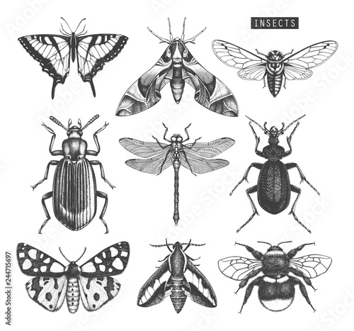 Vector collection of high detailed insects sketches. Hand drawn butterflies, beetles, dragonfly, cicada, bumblebee illustrations on white background. Vintage entomological drawings. © sketched-graphics
