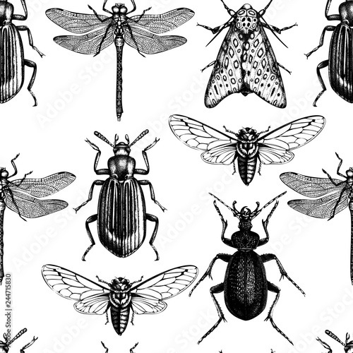 Vector background with high detailed insects illustrations. Hand drawn butterflies, beetles, cicada and dragonfly sketches . Vintage seamless pattern. © sketched-graphics