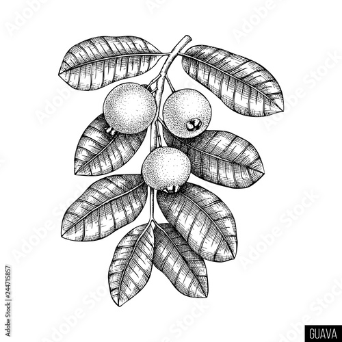 Guava hand drawn illustration. Engraved botanical sketch of myrtle plants. Vintage tropical fruit design.
