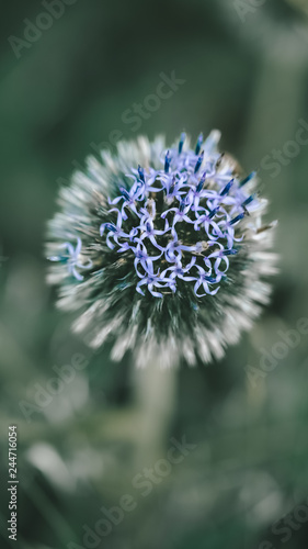 Echinops sphaerocephalus  known by the common names glandular globe-thistle  great globe-thistle or pale globe-thistle. 