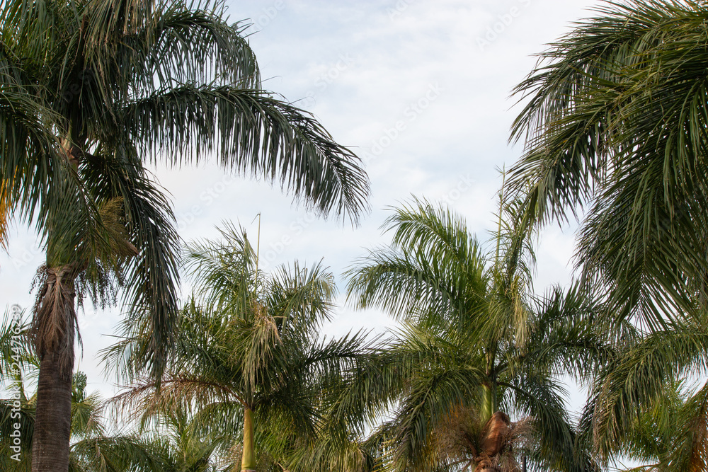 palm trees on background of blue sky