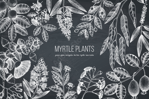 Botanical background with beautiful myrtle plants sketches. Hand drawn feijoa, Eucalyptus, tea tree, guava, myrtus drawings. Exotic trees design template with fruits and flowers on chalkboard photo