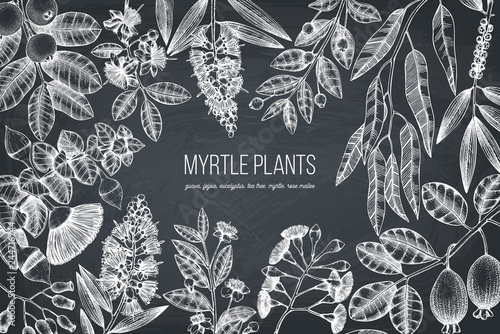 Botanical background with beautiful myrtle plants sketches. Hand drawn feijoa, Eucalyptus, tea tree, guava, myrtus drawings. Exotic trees design template with fruits and flowers on chalkboard