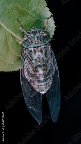 Cicada (Meimuna Mongolica), macro shot. photo