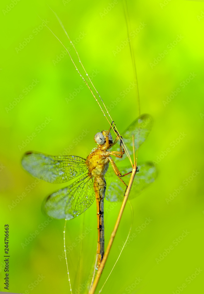 Macro shots, Beautiful nature scene dragonfly. Macro shots, Beautiful nature scene dragonfly.
