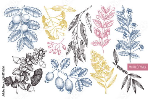 Vector collection of Myrtle family plants illustrations. Hand drawn myrtus, tea tree, guava fruit, eucalyptus, feijoa sketches. Essential oils ingredients for cosmetics and medicine. 