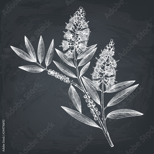 Hand drawn tea tree (tea olive) sketches on white background. Cosmetics and medical myrtle plant. Vector cajeput tree botanical drawings.