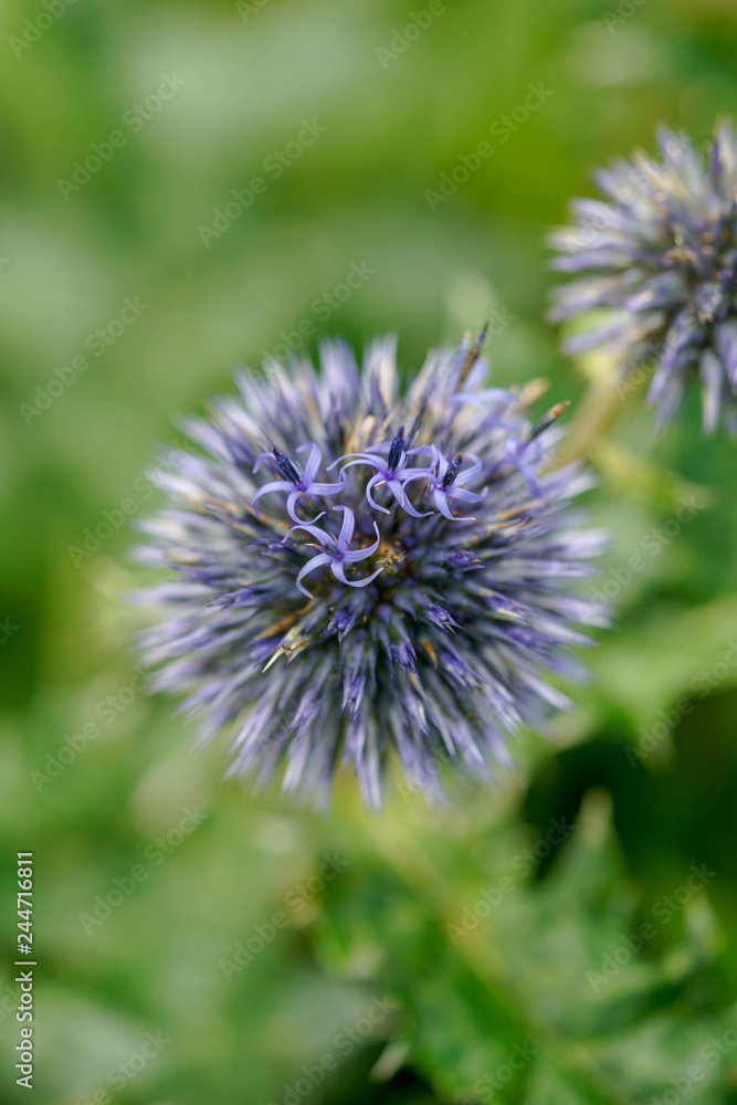 Echinops sphaerocephalus, known by the common names glandular globe-thistle, great globe-thistle or pale globe-thistle. Echinops sphaerocephalus, known by the common names glandular globe-thistle, great globe-thistle or pale globe-thistle.