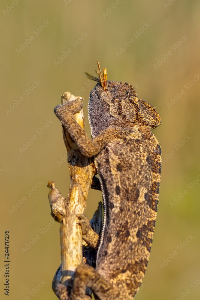 Beautiful green chameleon - Stock Image Beautiful green chameleon - Stock Image