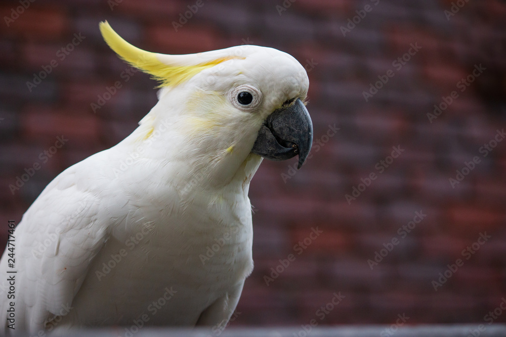 portrait of a parrot Sulphur-crested Cockatoo 