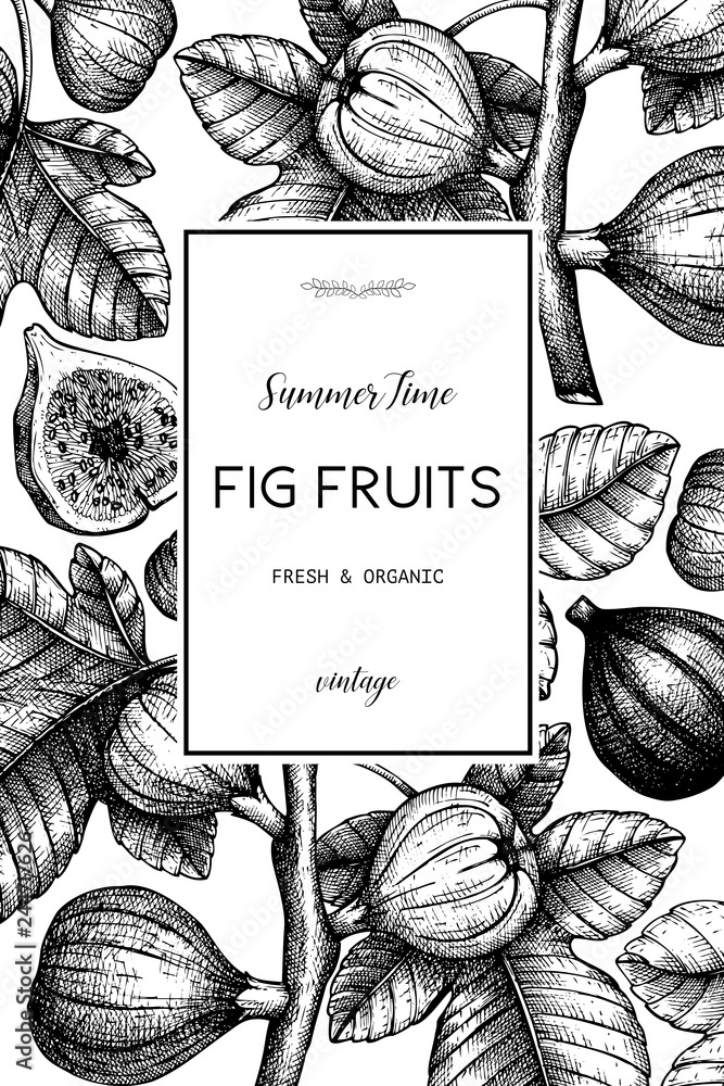 Vector design with hand drawn figs sketch. Vinatge frame with botanical illustration of fig fruit branch. Retro template with summer elements.