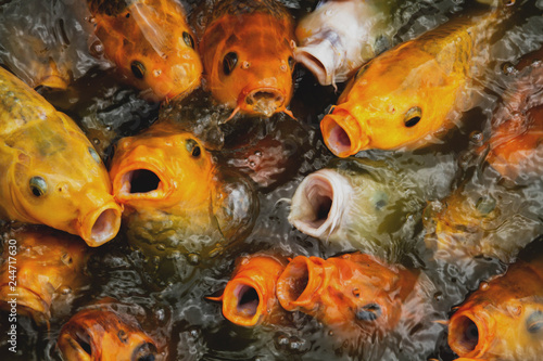 Photos The carps are competing to get the fish pellet food thrown to them