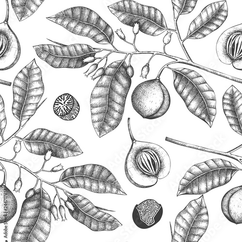 Vintage background with hand drawn nutmeg tree illustration. Vector hand drawn spice plant design. Engraved style seamless pattern  with aromatic and tonic elements.