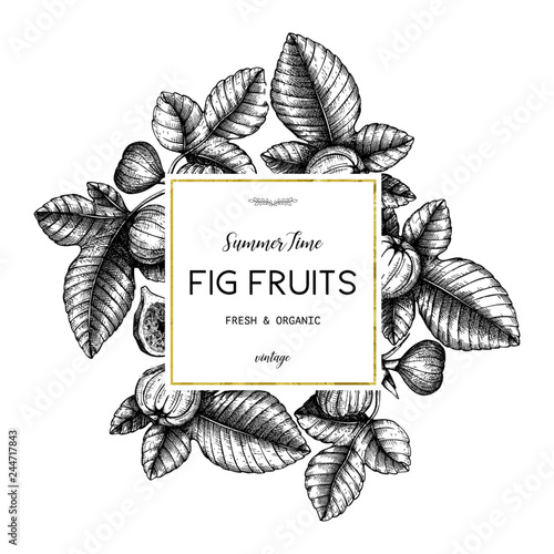 Vector design with hand drawn figs sketch. Vinatge frame with botanical illustration of fig fruit branch. Retro template with summer elements.