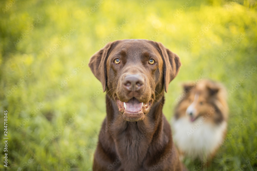 Dog portrait