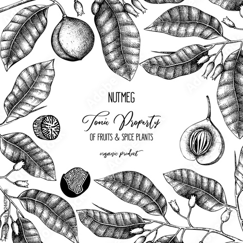 Botanical illustration of nutmeg tree on chalkborad. Vector design with  hand drawn spice plant sketch. Vintage template with aromatic and tonic elements 