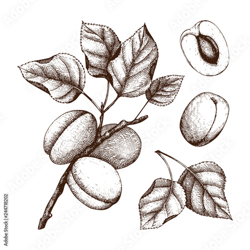 Hand drawn apricot sketch. Vector fruits and leaves isolated on white. Vintage Summer food drawing. Botanical illustration.
