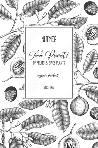 Botanical illustration of nutmeg tree on chalkborad. Vector design with  hand drawn spice plant sketch. Vintage template with aromatic and tonic elements 