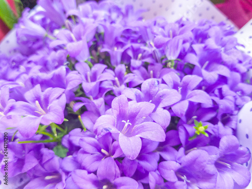 Campanula bouquet with selective focus.