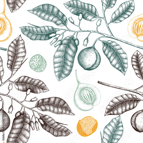 Seamless pattern with hand drawn spice tree sketch. Botanical illustration of nutmeg on white background. Vector background with aromatic and spicy elements.