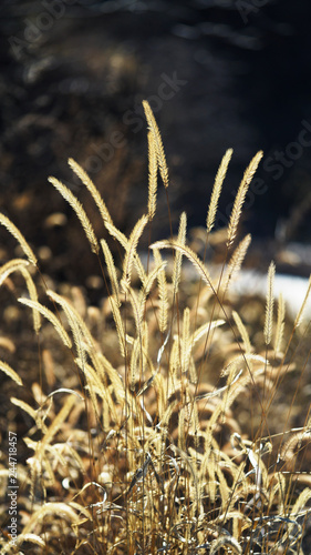 Close up of dogtail grass. photo