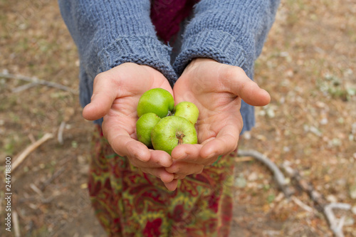 Apples in the forest