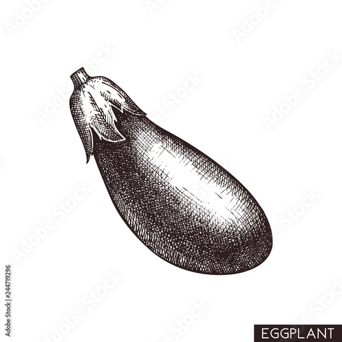 Vector illustrations of eggplant.  Hand drawn vegetable in engraved style. Healthy food drawing. Fresh and organic farm product for menu design.
