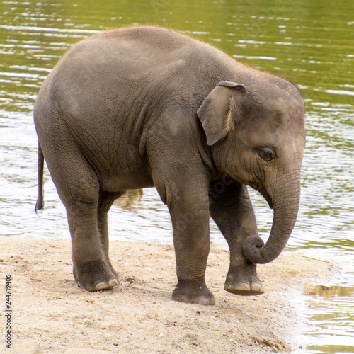Photography baby asian elephant in captivity