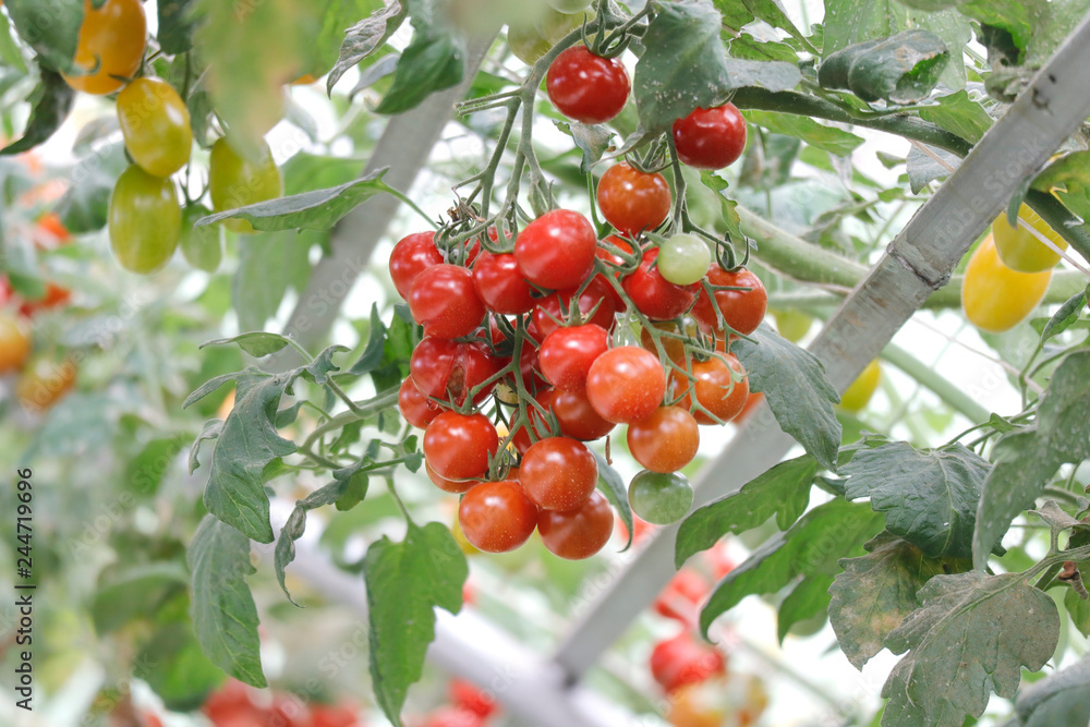 Obraz premium Tomatoes in green house
