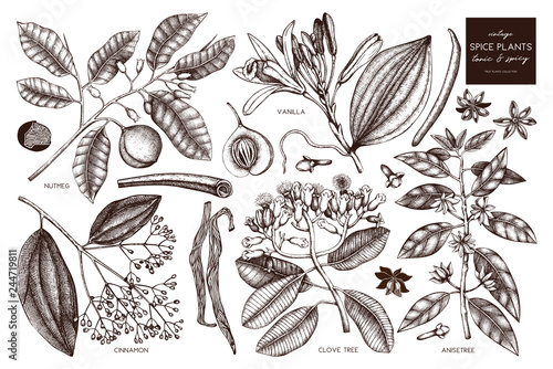 Vector collection of tonic and spicy plants - nutmeg, star anise, clove tree. Hand drawn spices illustrations set. Vintage aromatic elements. Sketched flowers, leaves, seeds, fruits. photo