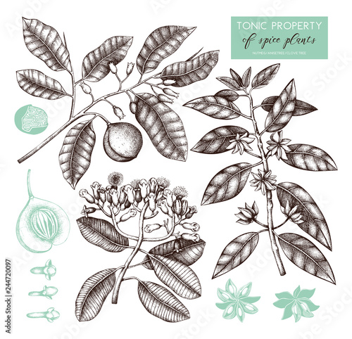 Vector collection of tonic and spicy plants - nutmeg, star anise, clove tree. Hand drawn spices illustrations set. Vintage aromatic elements. Sketched flowers, leaves, seeds, fruits.