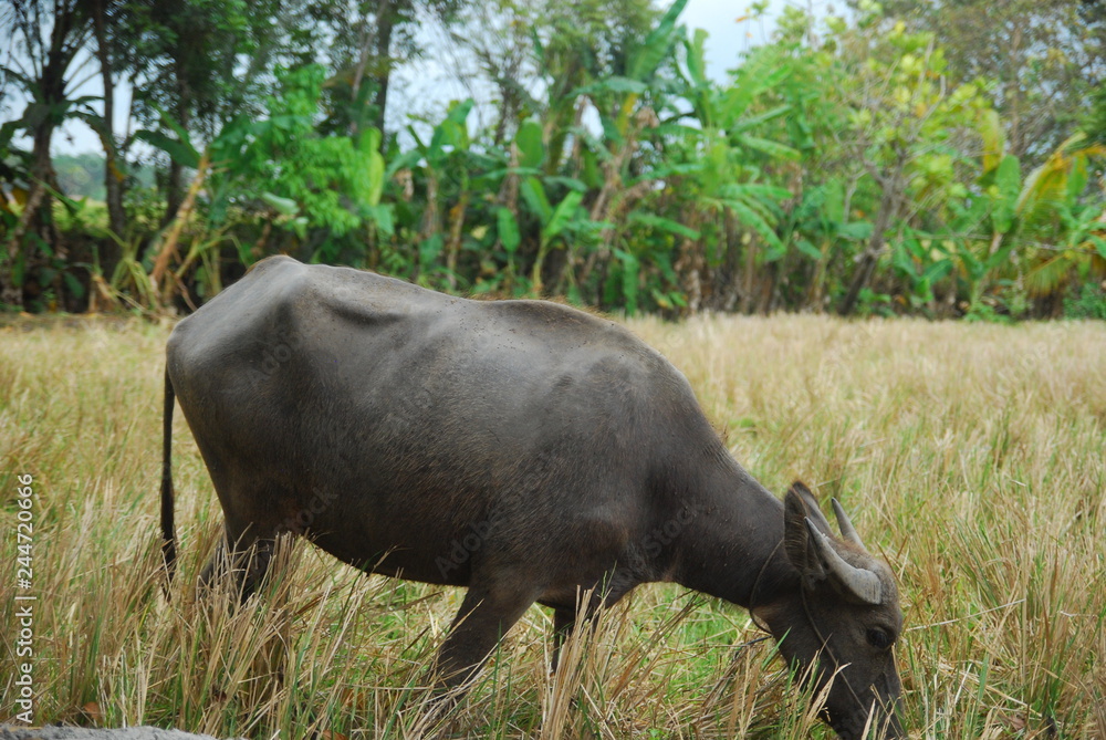 buffaloes look for grass in the fields buffaloes look for grass in the fields