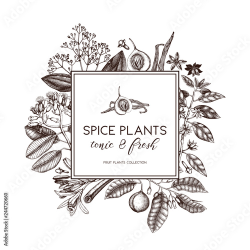 Graphic design with hand drawn spices. Decorative background with aromatic and tonic fruits plants sketch. Vintage kitchen template. Food ingredients.