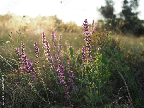 Beautiful Purple flowers in the meadow at sunset