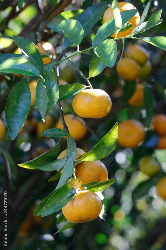 Tangerine on tree sunlight
