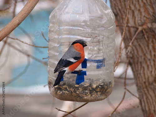 hungry wild bird bullfinch on a tree in spring forest