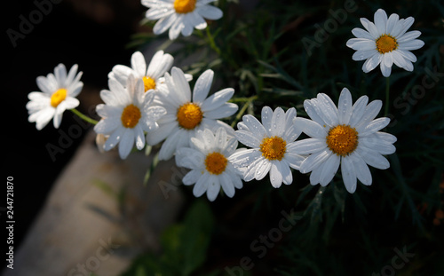 White daisy in sunlight